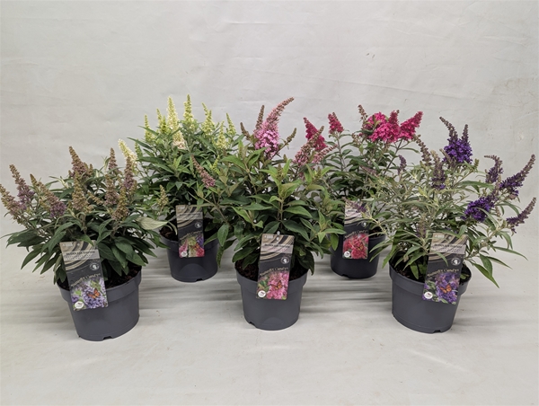 Buddleja Butterfly Candy Mixlage