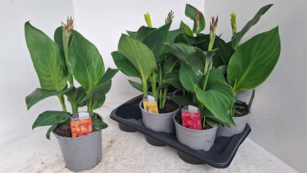 Canna Cannova Mix