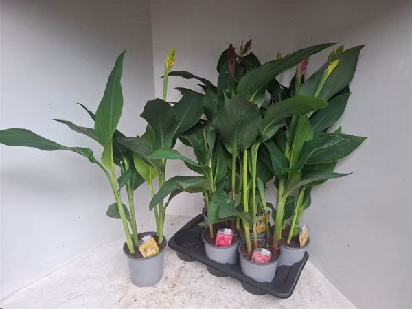 Canna Cannova Mix