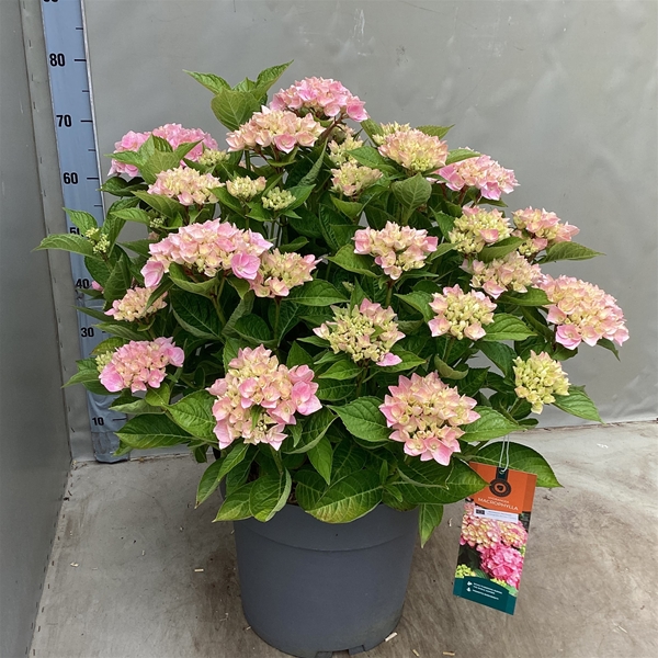 Hydrangea Macrophylla Ankong Roze