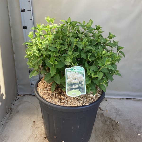 Hydrangea Paniculata Bobo