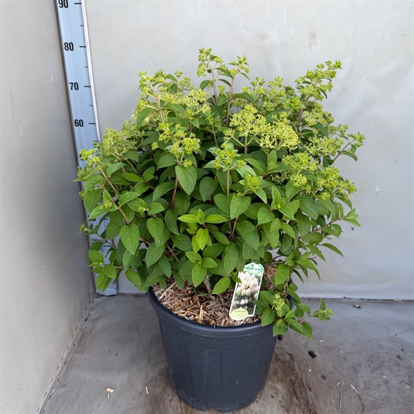 Hydrangea Paniculata Bobo