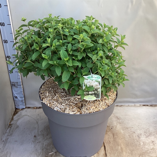 Hydrangea Paniculata Bobo
