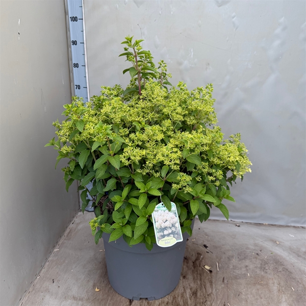 Hydrangea Paniculata Bobo