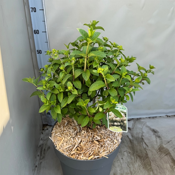 Hydrangea Paniculata Bobo
