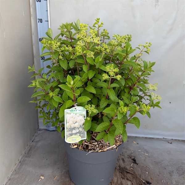 Hydrangea Paniculata Bobo