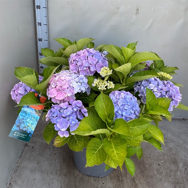 Hydrangea Macrophylla Bodensee Blauw 