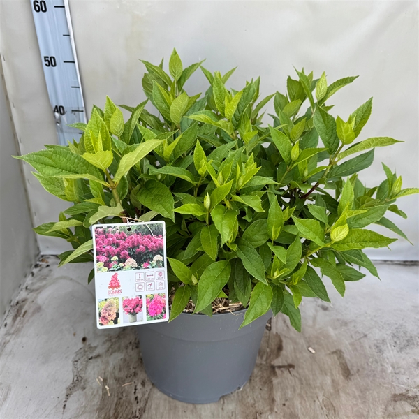 Hydrangea Paniculata Bonfire