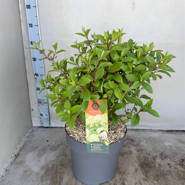 Hydrangea Paniculata Mixlage