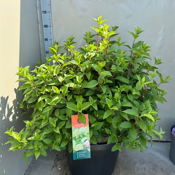 Hydrangea Paniculata Diamantino
