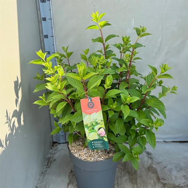 Hydrangea Paniculata Diamantino
