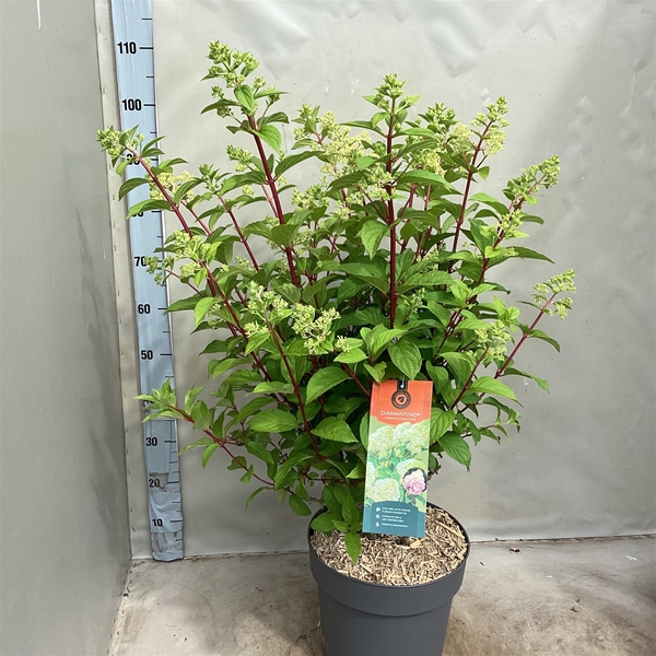 Hydrangea Paniculata Diamantino
