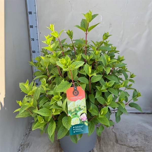 Hydrangea Paniculata Diamantino