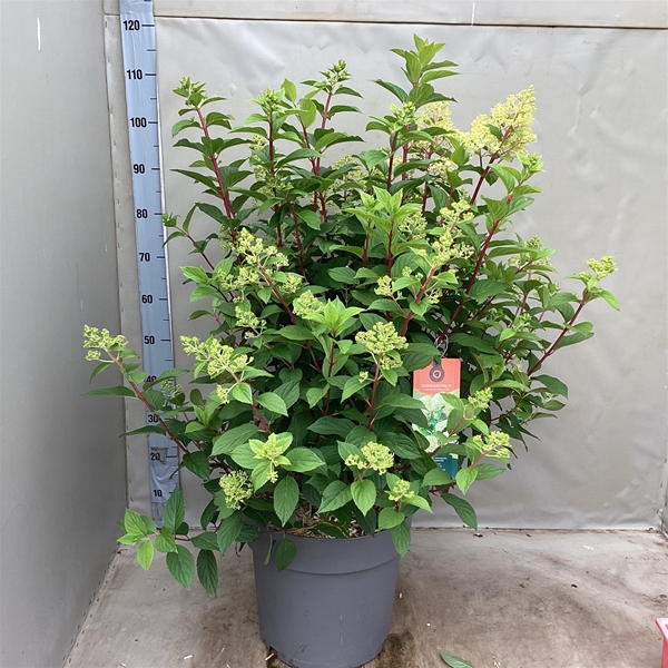 Hydrangea Paniculata Diamantino