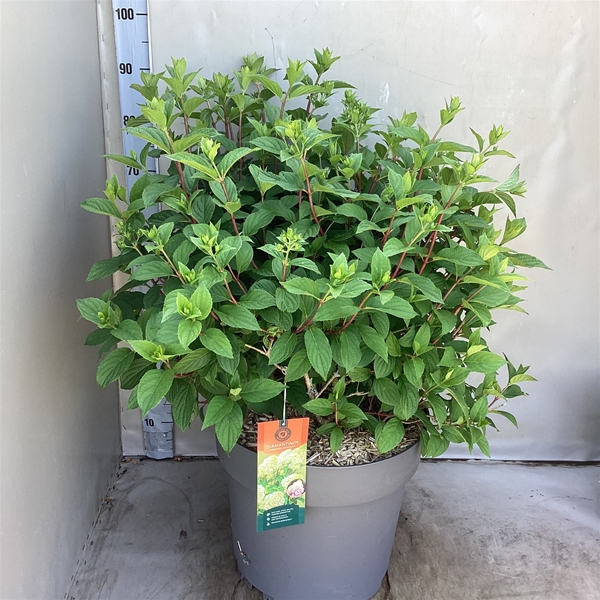 Hydrangea Paniculata Diamantino