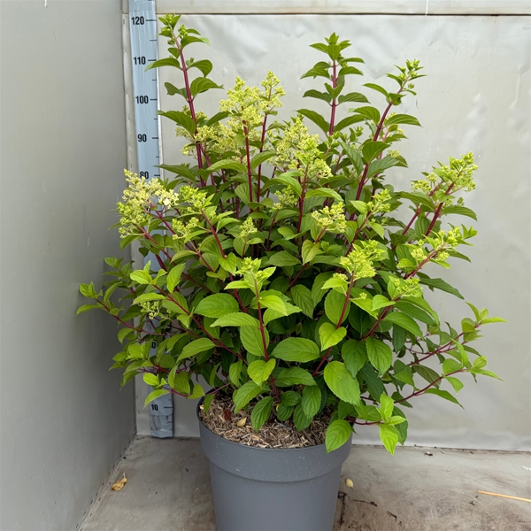 Hydrangea Paniculata Diamantino