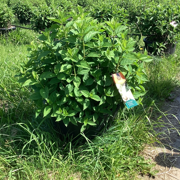 Hydrangea Paniculata Limelight