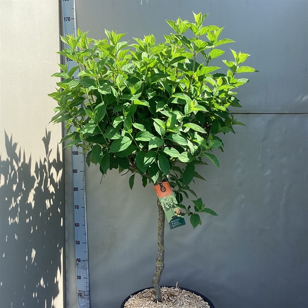 Hydrangea Paniculata Limelight Stam