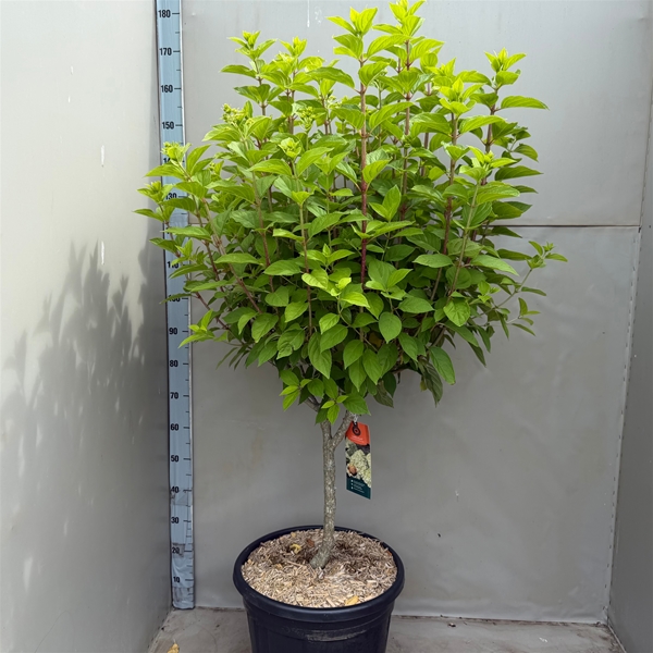 Hydrangea Paniculata Limelight Stam