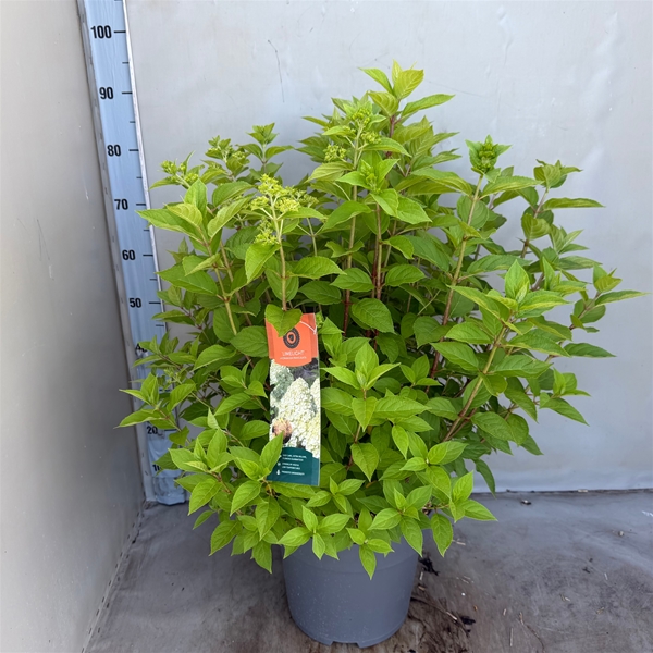 Hydrangea Paniculata Limelight