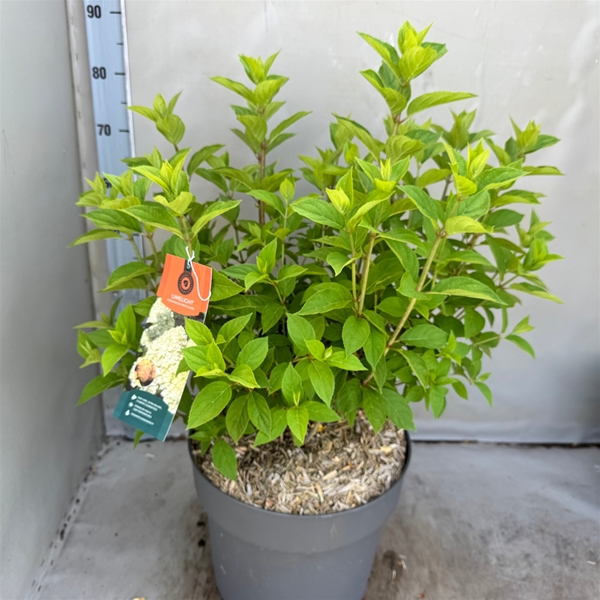 Hydrangea Paniculata Limelight