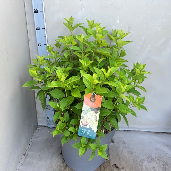 Hydrangea Paniculata Limelight