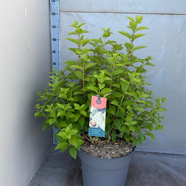 Hydrangea Paniculata Limelight