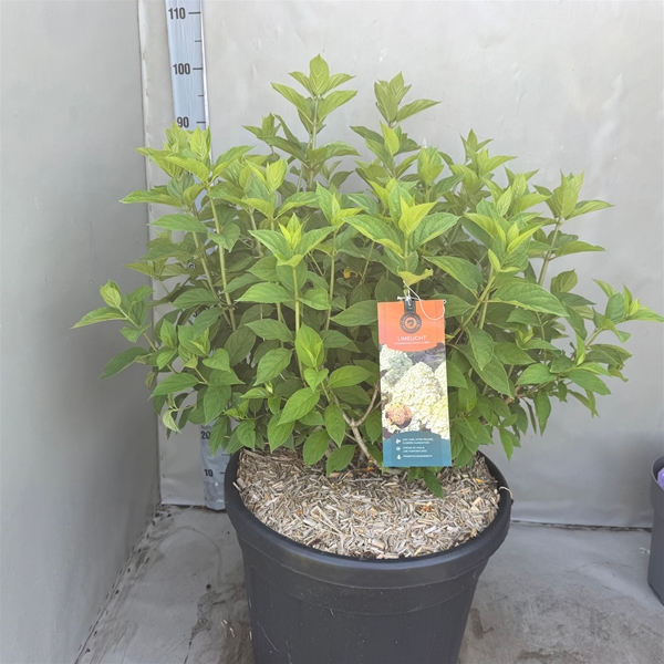 Hydrangea Paniculata Limelight