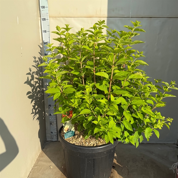 Hydrangea Paniculata Limelight
