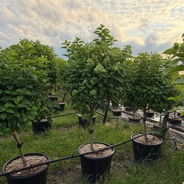 Hydrangea Paniculata Limelight Stam