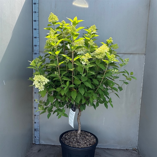 Hydrangea Paniculata Limelight Stam L