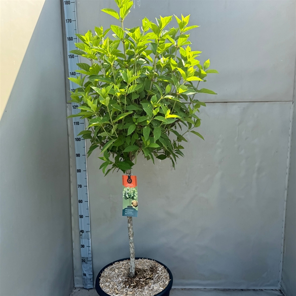 Hydrangea Paniculata Limelight Stam L