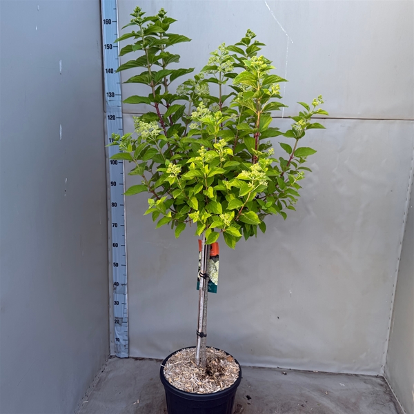 Hydrangea Paniculata Limelight Stam