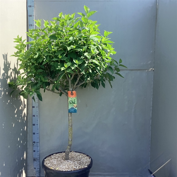 Hydrangea Paniculata Limelight Stam XXL