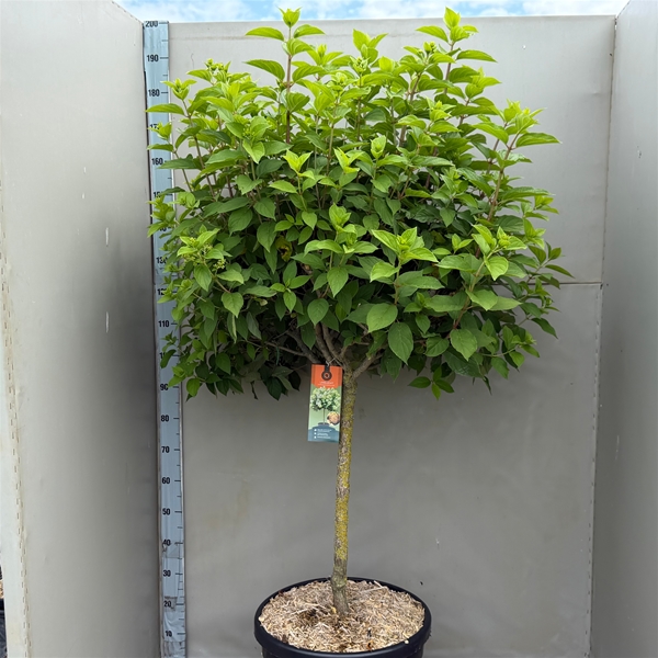 Hydrangea Paniculata Limelight Stam XXL