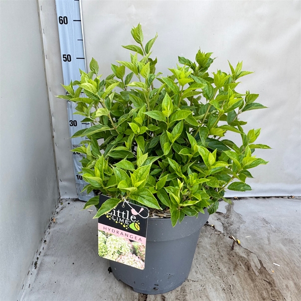 Hydrangea Paniculata Little Lime