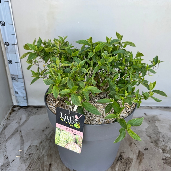 Hydrangea Paniculata Little Lime