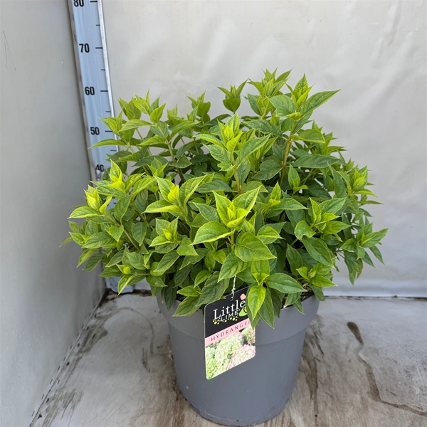 Hydrangea Paniculata Little Lime