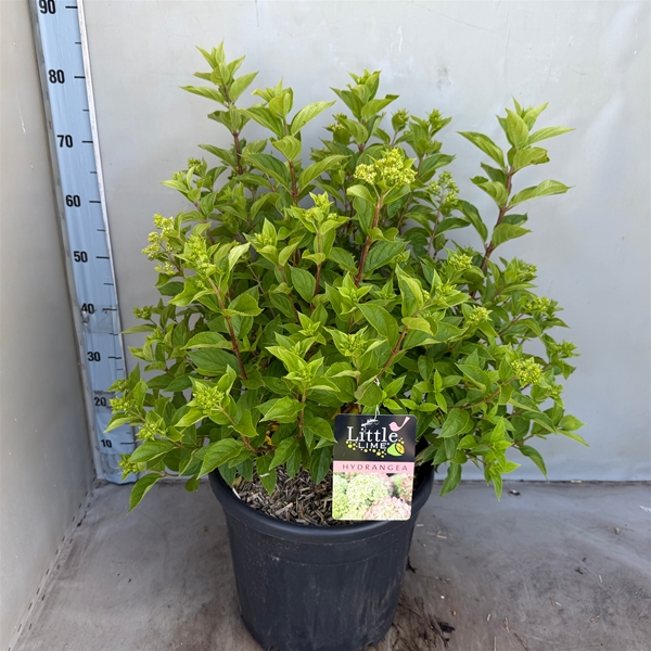 Hydrangea Paniculata Little Lime