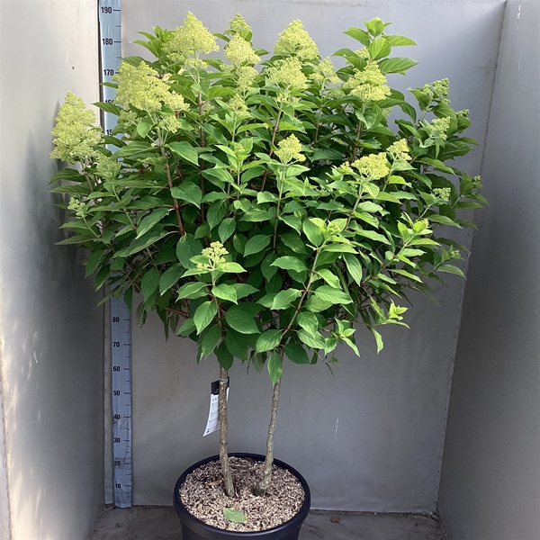 Hydrangea Paniculata Limelight Multistam