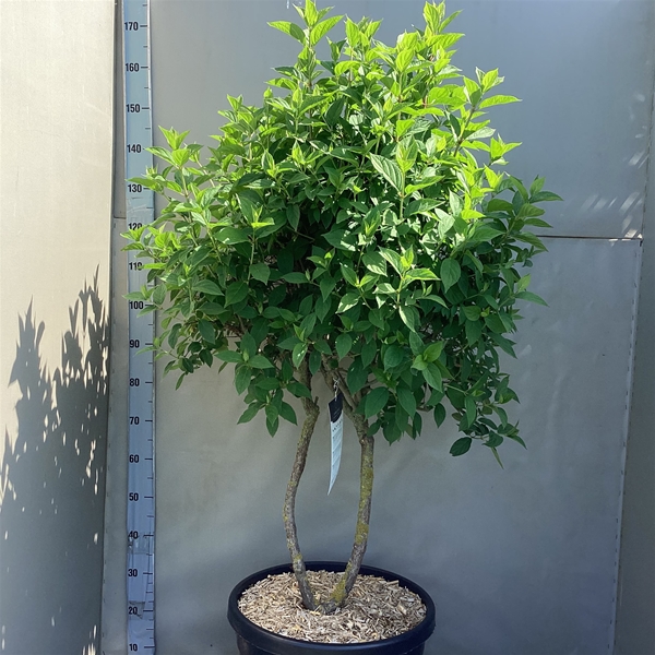 Hydrangea Paniculata Limelight Multistam