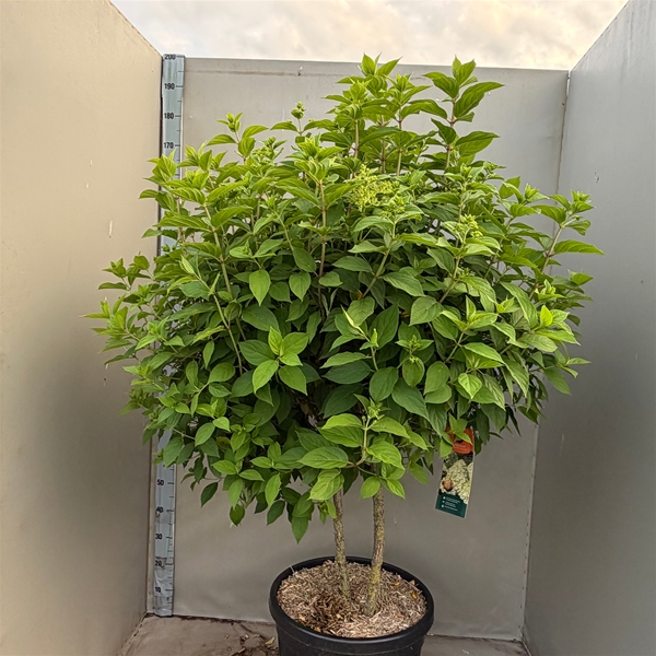 Hydrangea Paniculata Limelight Multistam
