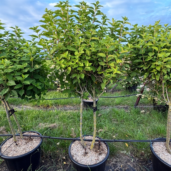 Hydrangea Paniculata Limelight Multistam