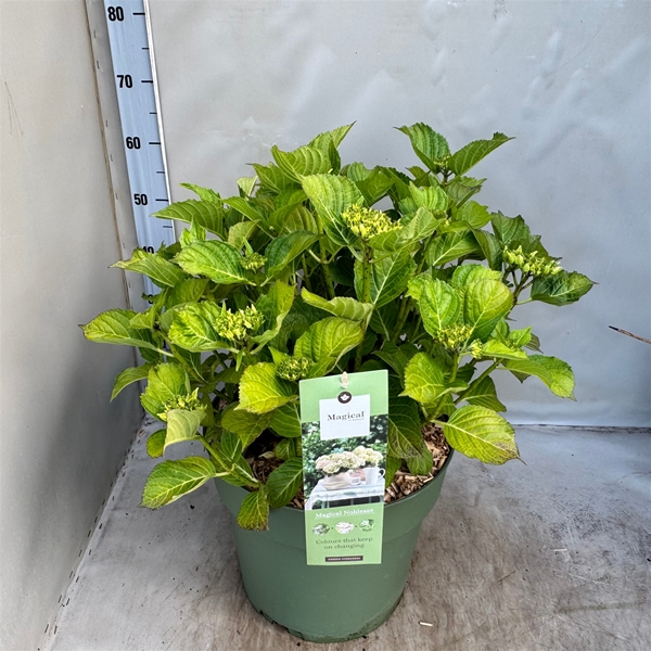 Hydrangea Macrophylla Magical Noblesse 