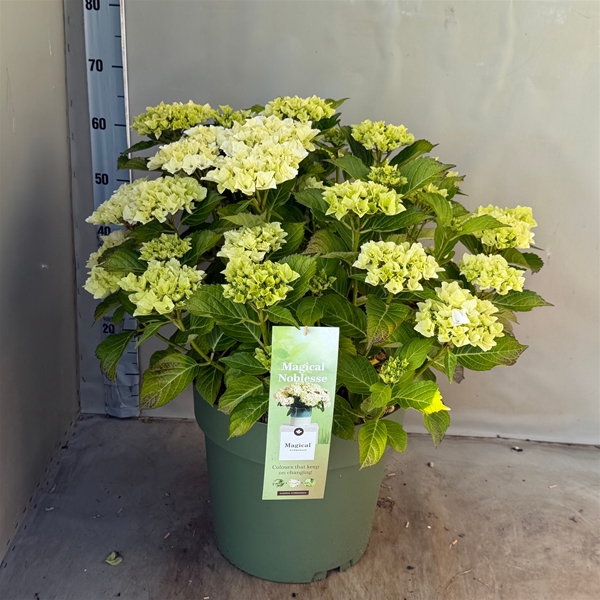 Hydrangea Macrophylla Magical Noblesse 