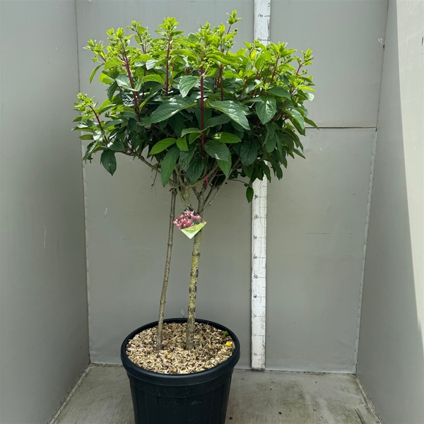 Hydrangea Paniculata Pinky Winky Multistam