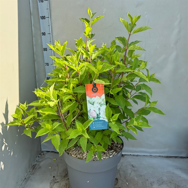 Hydrangea Paniculata Phantom