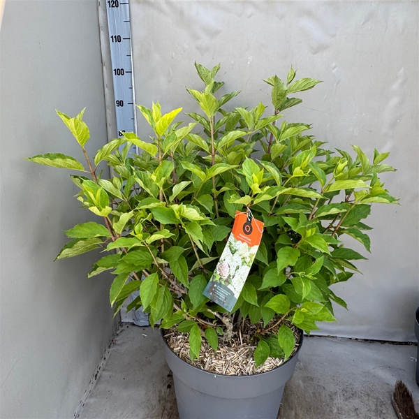 Hydrangea Paniculata Phantom