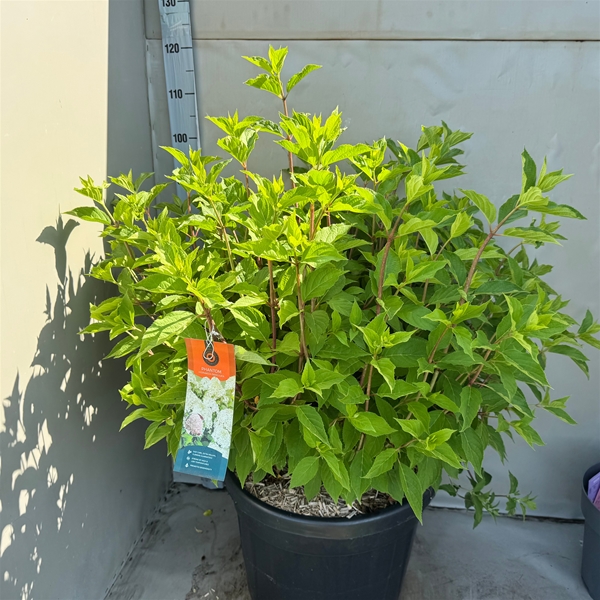 Hydrangea Paniculata Phantom