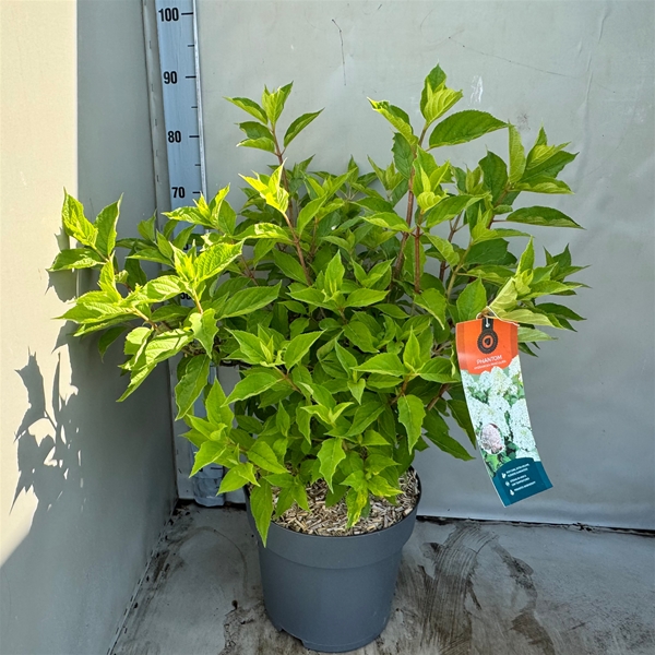 Hydrangea Paniculata Phantom